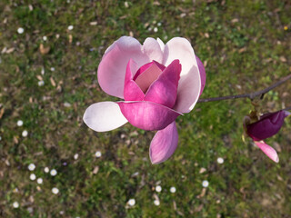 top view of pink magnolia flower over meadow with daisies