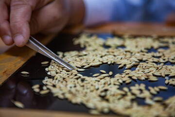 Taking sample of rice grain. Person's hand with tweezers left. Low depth-of-field.