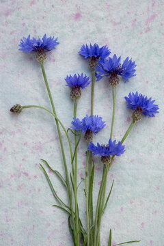 Bachelor Button Flowers