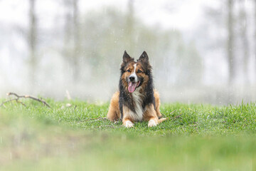Obraz na płótnie Canvas Portrait of a tricolor Border Collie dog on a meadow in spring on a rainy and foggy day