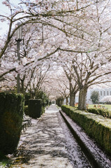 Fototapeta na wymiar Capitol City Cherry Blossoms