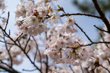 Obraz premium 日岡山公園