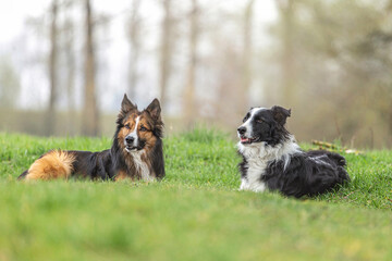 Two border collie dogs on a meadow. A tricolor and a black and white border collie lying obedient in wet grass.