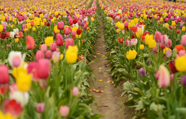 Tulip Fields