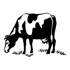 Cow for printing. A farm animal in a pasture, chewing grass.