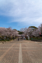 Fototapeta premium 日岡山公園