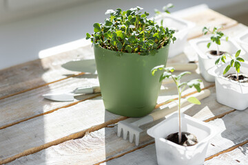 Young tomatoes, parsley, chives, arugula micro greens. Home small garden and agriculture concept. Herbs and vegetables at home in the pots on a wooden table.