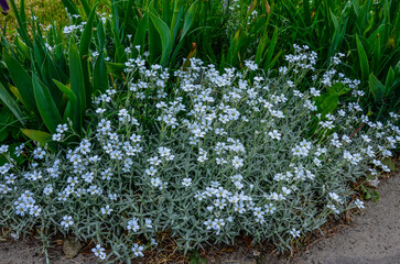 Cerastium tomentosum in bloom. Pretty small white flowers
