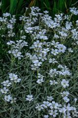 Cerastium tomentosum in bloom. Pretty small white flowers