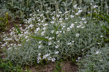 Cerastium tomentosum in bloom. Pretty small white flowers