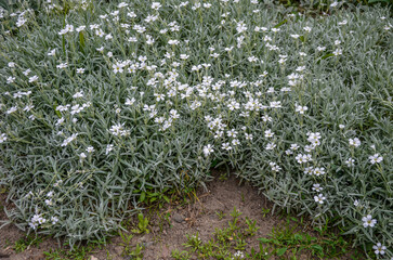 Cerastium tomentosum in bloom. Pretty small white flowers