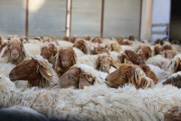 sheep and lamb