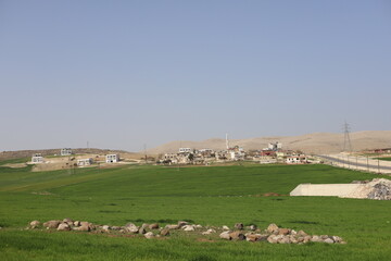 Obraz premium sheep on a farm