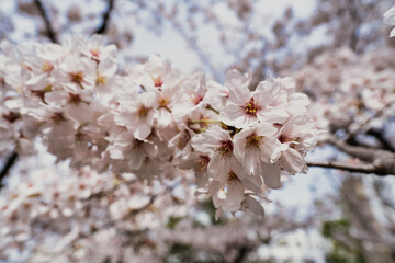 八の宮天満神社