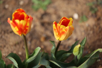 red and yellow tulips