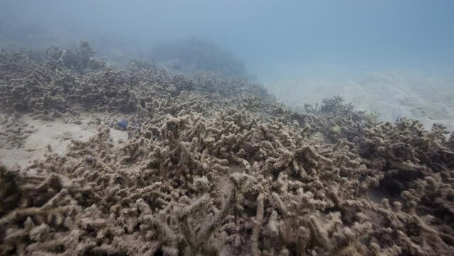 Underwater shot of dead coral reef