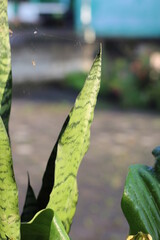 mother-in-law's tongue leaf flower in the home garden