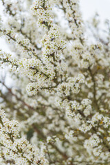 White flowers blossom in springtime