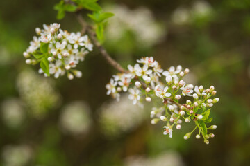 White flowers blossom in springtime