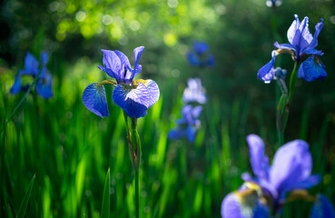 Irises flowers are blue on a green background in the garden. Purple long flowers in the grass. Summer flowers. Floral background for text.
