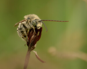 Eucerini Bee lying on a flower with a green background 