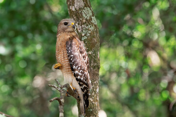Hawk on Branch