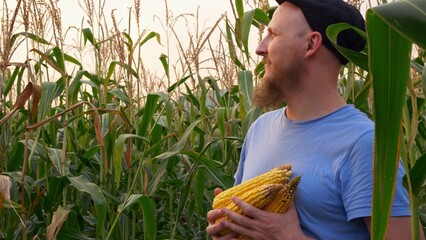 A happy farmer is harvesting his crops. Bearded man in a cap in a cornfield. Production and cultivation of food and animal feed on the field. Ecological product. Delicious corn.