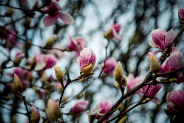 spring flowers and buds of magnolia sulanja, on a tree
