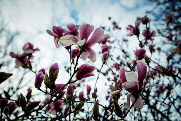 Obraz premium spring flowers and buds of magnolia sulanja, on a tree 