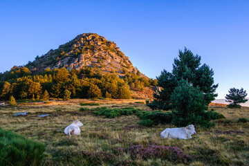 France, Ardèche (07), bovins au pied du mont Gerbier-de-Jonc.