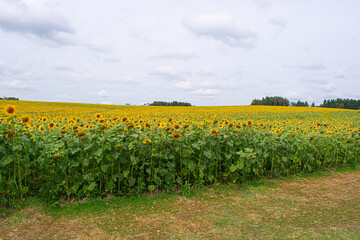 field of sunflowers