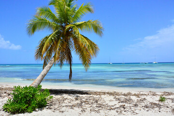 Fototapeta na wymiar Saona Island, Dominican Republic - Palm tree on Isla Saona, Caribbean coast