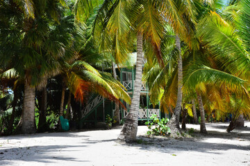 Saona Island, Dominican Republic - Palm trees on Isla Saona, Caribbean coast