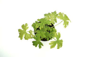 A potted green plant seedling is visible on a white background as a market offer object. A scented pelargonium in a pot with enriched soil for houseplants. The medicinal plants' sample.