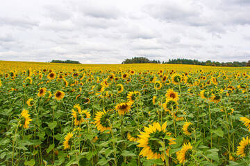 field of sunflowers