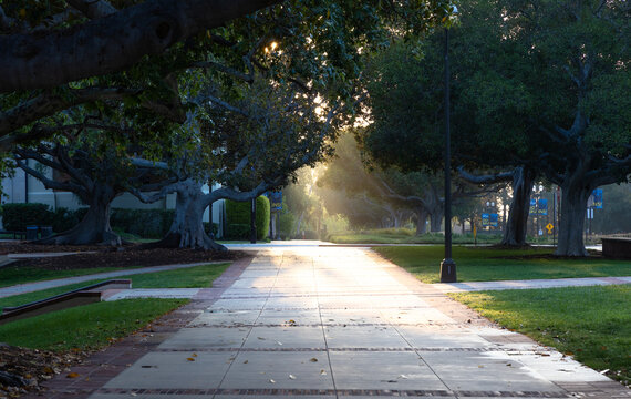 Early morning sunbeams breaking through trees to light a sidewalk on the campus of UCLA 