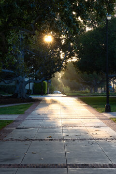 Early morning sunbeams breaking through trees to light a sidewalk on the campus of UCLA 