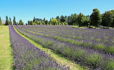 Obraz premium Lavender field - New Zealand