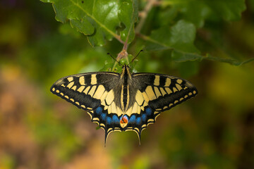 Old World Swallowtail (PApilio machaon) resting on a branch of an Oak tree