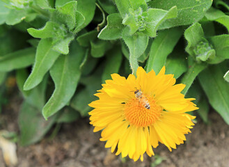 Bee on marigold flower - New Zealand