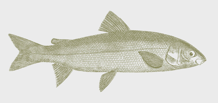 Mountain whitefish prosopium williamsoni, freshwater fish in side view