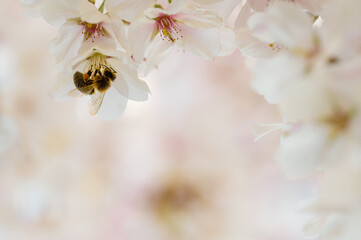 closeup of bee on spring cherry blossom on bokeh background