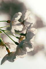 closeup of cherry blossom in backlight on bokeh background