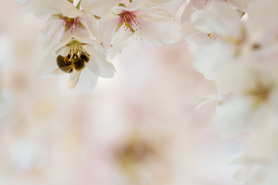 closeup of bee on spring cherry blossom on bokeh background
