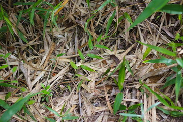 Folhas verdes e folhas secas, folhas secas no chão da natureza, folhas secas no chão