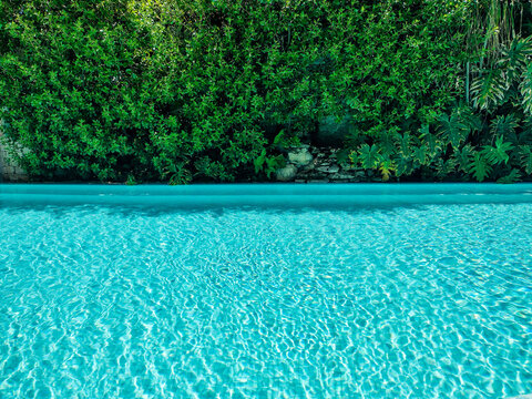 Swimming pool with greenery and water clarity