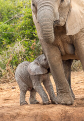 Naklejka na ściany i meble Tiny elephant calf with mother, Addo Elephant National Park 