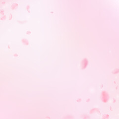Sakura petals falling down. Romantic pink flowers corner. Flying petals on pink square background. Love, romance concept. Appealing wedding invitation.