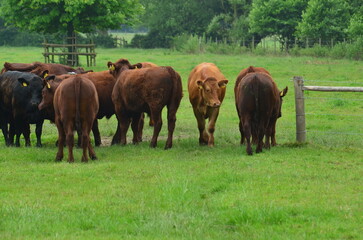 Cows in Field