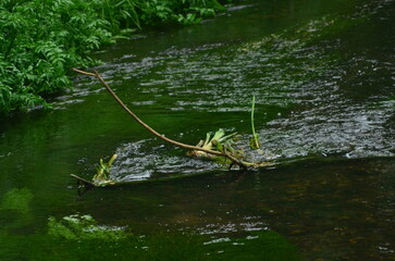 Fototapeta premium Branch in water